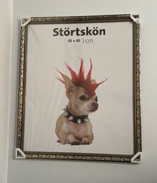 Raam VF3611 50x60 cm plastik, must kullaga, lai liist
